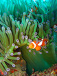 Tropical clown fish Tropical clown fish