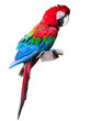 Red macaw w/ clipping path Red macaw w/ clipping path