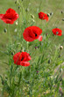 Coquelicots
