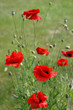 Coquelicots