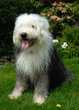 Old English Sheep Dog