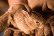 little bunny in hands