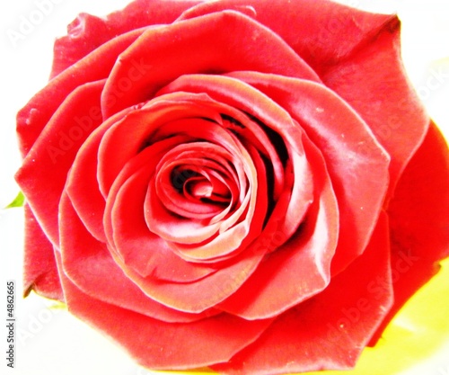 Foto: rose rouge rose rouge