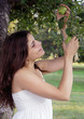 Eve picks an apple Eve picks an apple