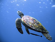 canvas print picture Green turtle in flight