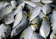 fish fish