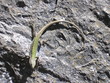 lizard down head