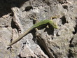 lizard
