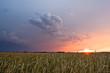Glorious Evening II