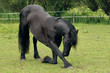Horse bow