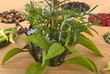 Spices and Herbs