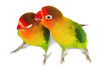 Pair of lovebirds agapornis-fischeri isolated on white