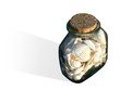 Bocal de coquillages