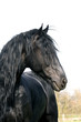 Friese