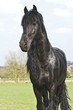 Friese