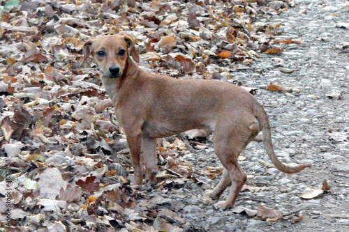 Foto: chien chien