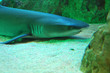 mer20