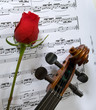 Violin, Rose and sheet music