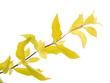 rameau jaune
