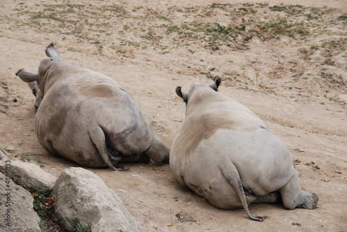 les rhinos