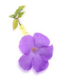 fleur mauve fleur mauve