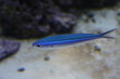 blauer Fisch