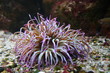 Anemone