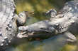 CROCODILES IN THE WILD