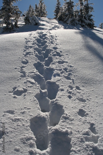 Photo: Foootsteps at snow Foootsteps at snow