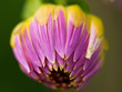 Dahlienblüte Dahlienblüte