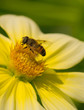 Dahlie mit Fliege Dahlie mit Fliege