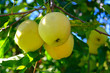 Apfel Golden Delicious