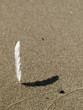 Feder im Sand Feder im Sand