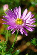 Herbstaster