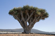 Dracaena draco ( Drago or Dragon Tree ) in Lanzarote, Spain