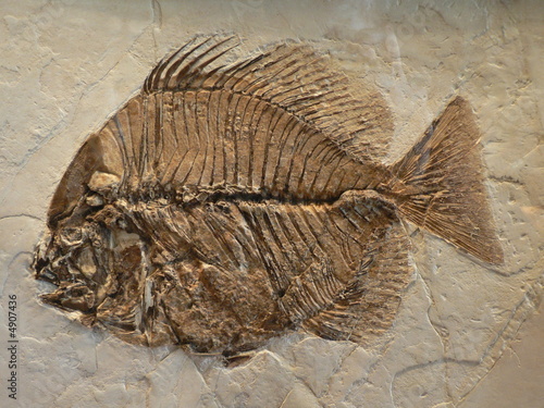 Photo: Fischfossil Fischfossil