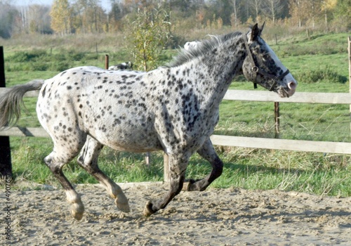 Foto: cheval cheval