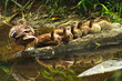 Baby Ducks