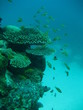 Tanzania, Pemba, Swahili, Divers, Safari, Scuba, Secenery