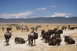 Tanzania, Wildlife, scenery, Pemba, Swahili, Safari, Serengeti