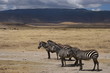tanzania, serengeti, swahili, wildlife, scenery, safari, africa 