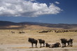 tanzania, serengeti, swahili, wildlife, scenery, safari, africa 
