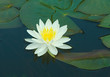 Waterlily in a pond