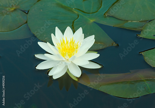 Photo: Waterlily in a pond Waterlily in a pond