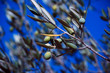 OLIVES 2 OLIVES 2