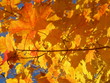 Feuilles jaunes d'érable du Canada Feuilles jaunes d'érable du Canada