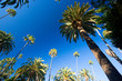 California palm trees California palm trees