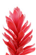 fleur alpinia fleur alpinia