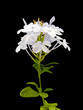 plumbago bleu, dentelaire du Cap plumbago bleu, dentelaire du Cap