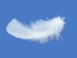White feather White feather